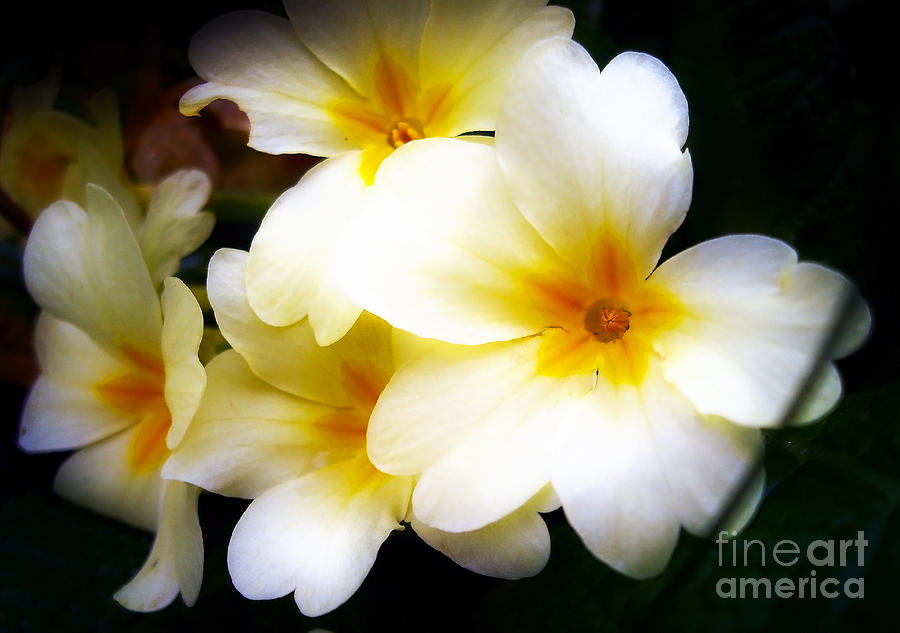 Yellow Primrose Photograph by Nina Ficur Feenan