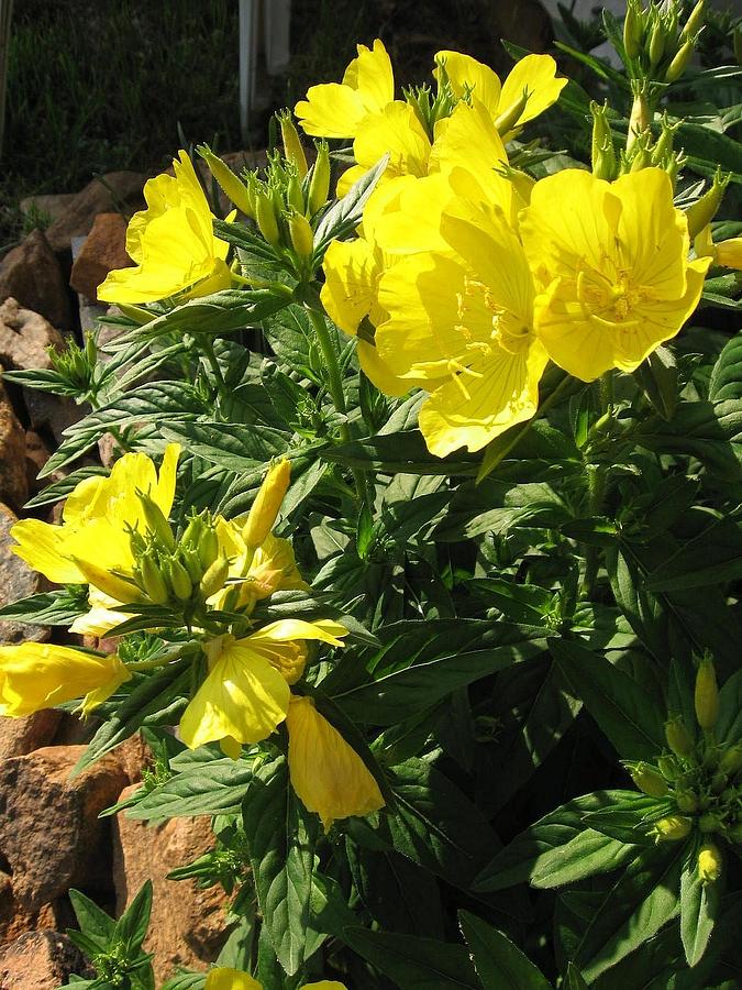 Yellow Primroses by Deb Martin-Webster Yellow Primroses by Deb Martin-Webster