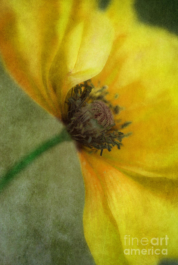 Poppy Photograph - Yellow Poppy by Priska Wettstein