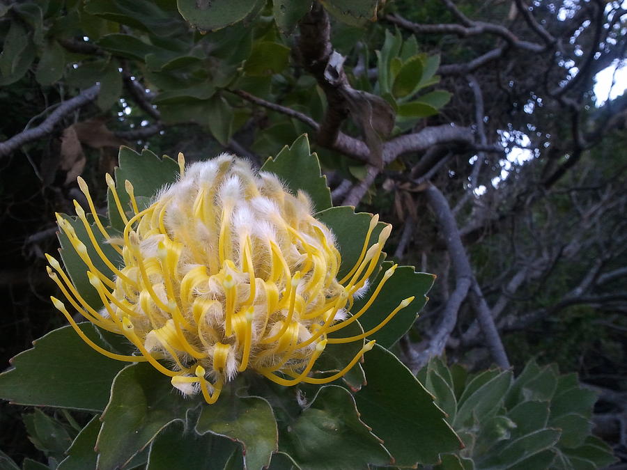 Nature Photograph - Yellow Protea Flower by Michael African Visions