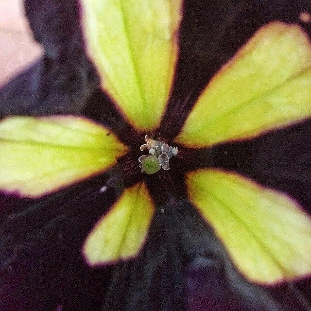 Nature Photograph - #yellow #purple #black #petunia #flower by The Texturologist