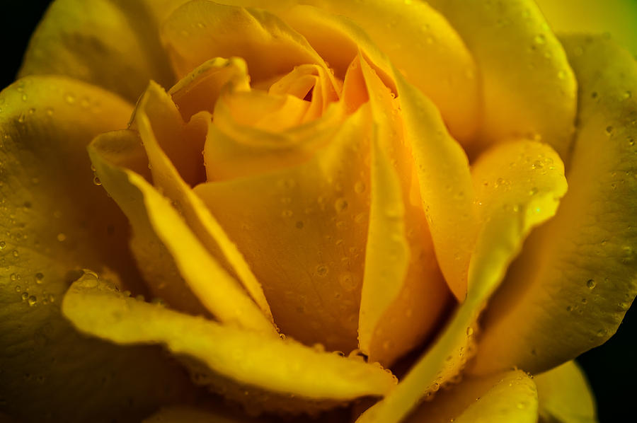 Yellow Queen of the Garden. Yellow Rose Photograph by Jenny Rainbow
