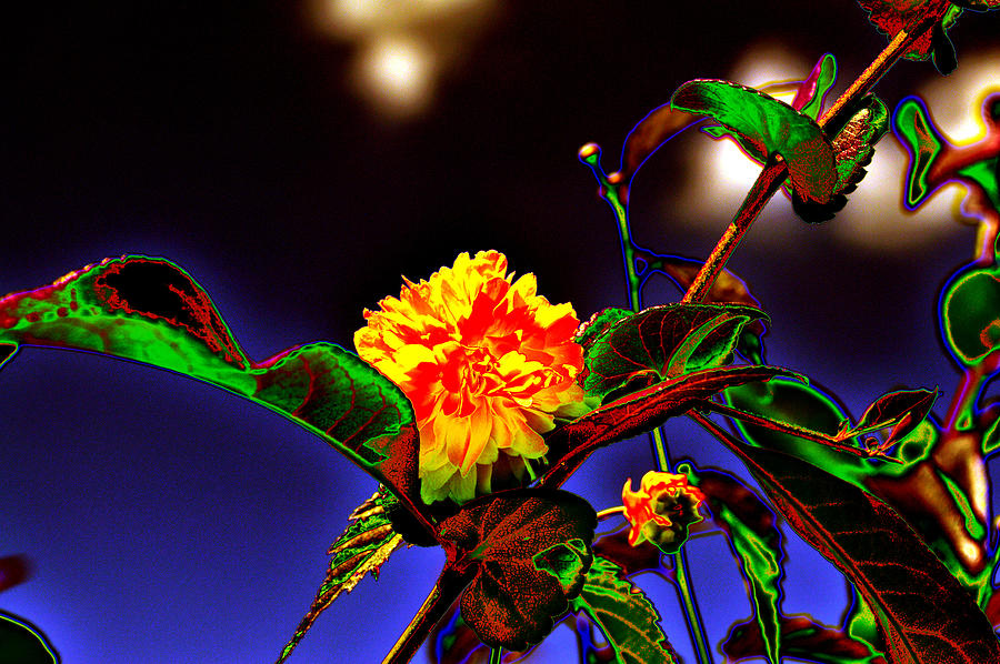 Background Photograph - Yellow Queen on the morning dream by Adrian Bud Background Photograph - Yellow Queen on the morning dream by Adrian Bud