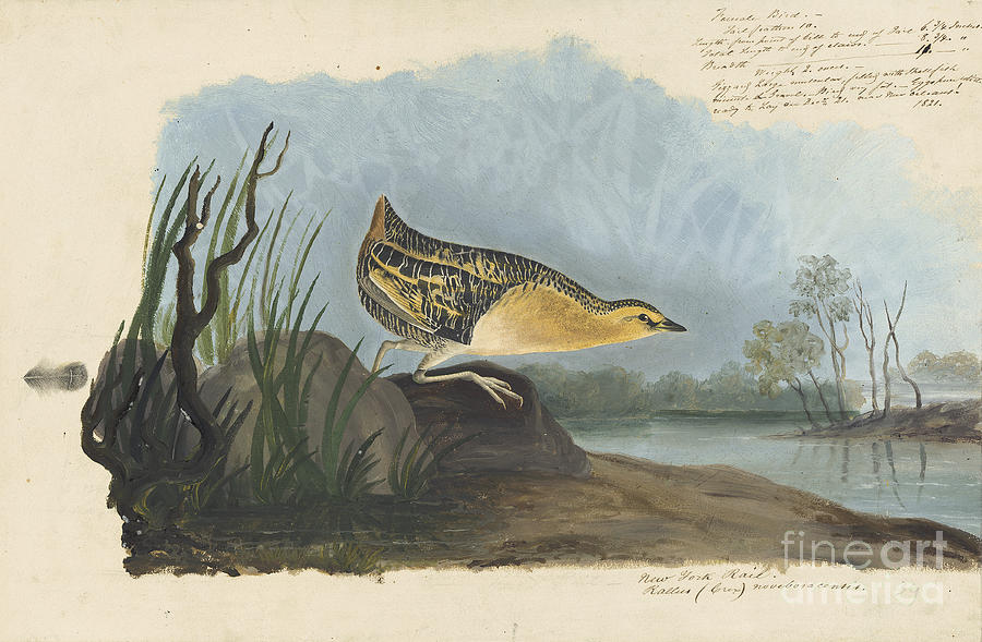 Yellow Rail  Drawing by Celestial Images