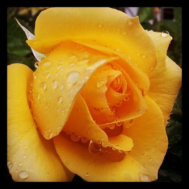 Spring Photograph - Yellow Rain by Brett Dewey