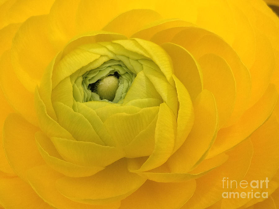 Yellow Ranunculus  Photograph by Jacklyn Duryea Fraizer