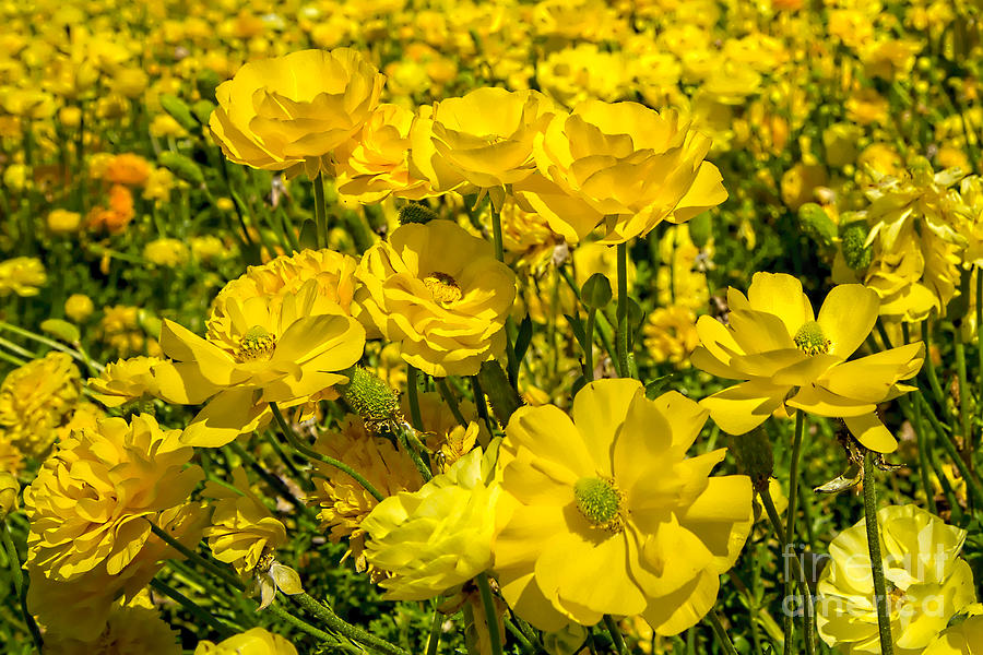 Yellow Ranunculus 2 Photograph by Baywest Imaging