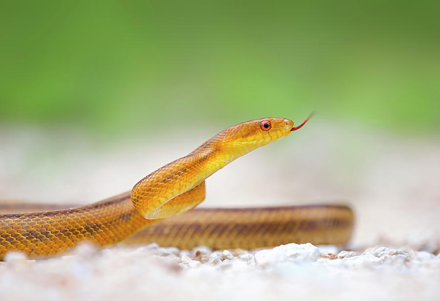Yellow Rat Snake Photograph by Kristian Bell