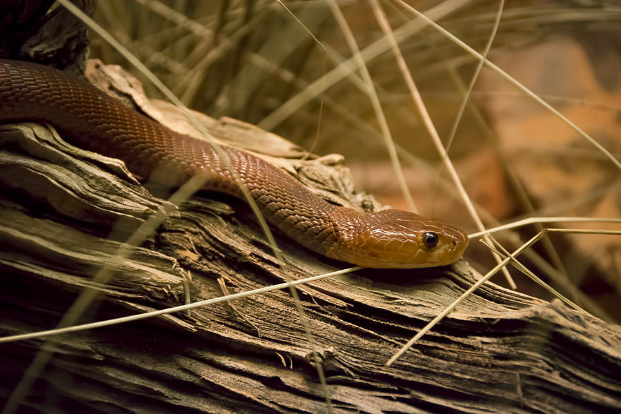 Yellow Rat Snake Photograph by Penny Lisowski