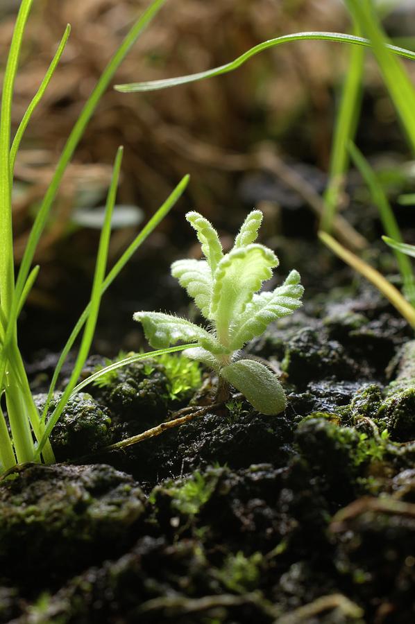 Yellow-rattle (rhinanthus Minor) Seedling Photograph by Dr Jeremy Burgess/science Photo Library