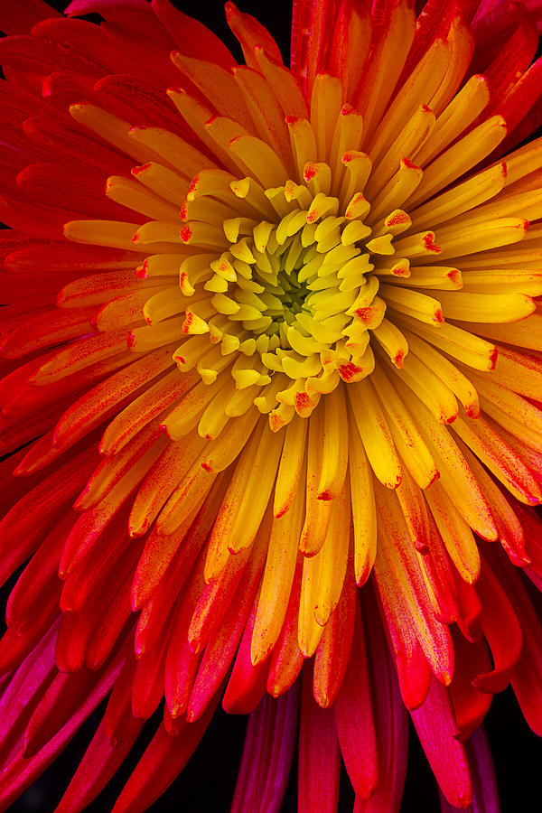 Yellow Red Spider Mum Photograph by Garry Gay