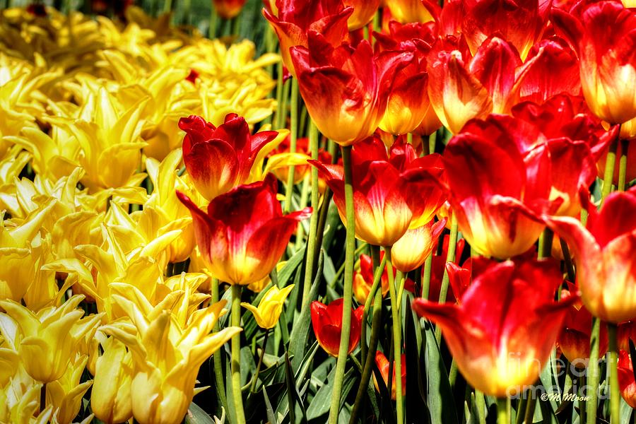 Yellow Red Tulip Field Photograph by Tap On Photo