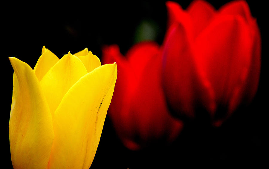 Yellow Red Tulips Photograph by Joan Han