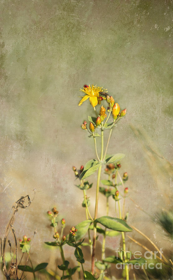 Yellow-red Wildflower with Texture Photograph by Belinda Greb