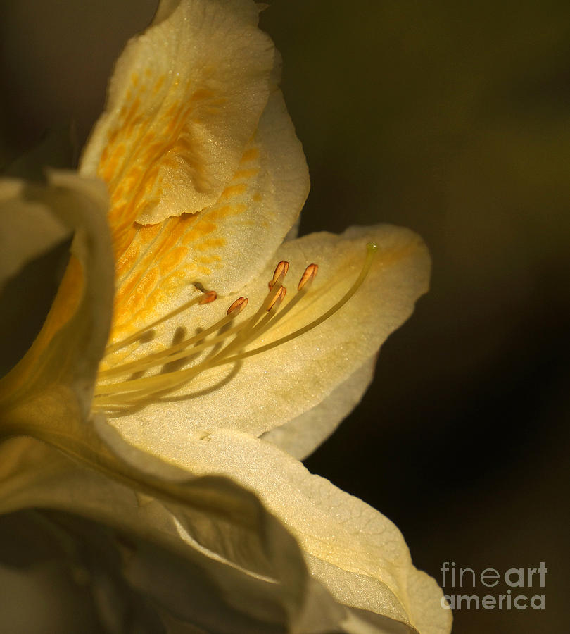 Yellow Rhododendron Photograph by Inge Riis McDonald