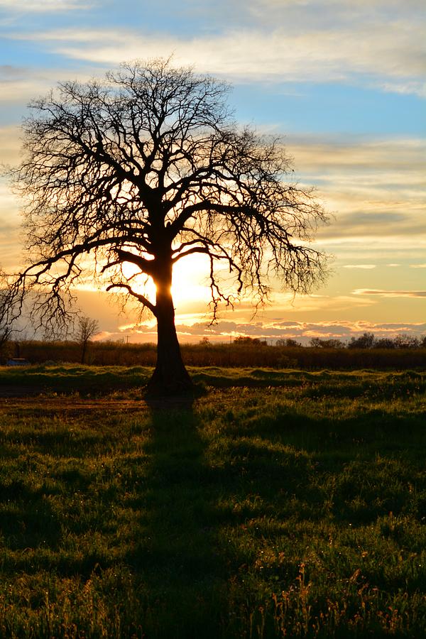 Yellow Ribbon round the Old Oak Photograph by Nick Knezic | Fine Art