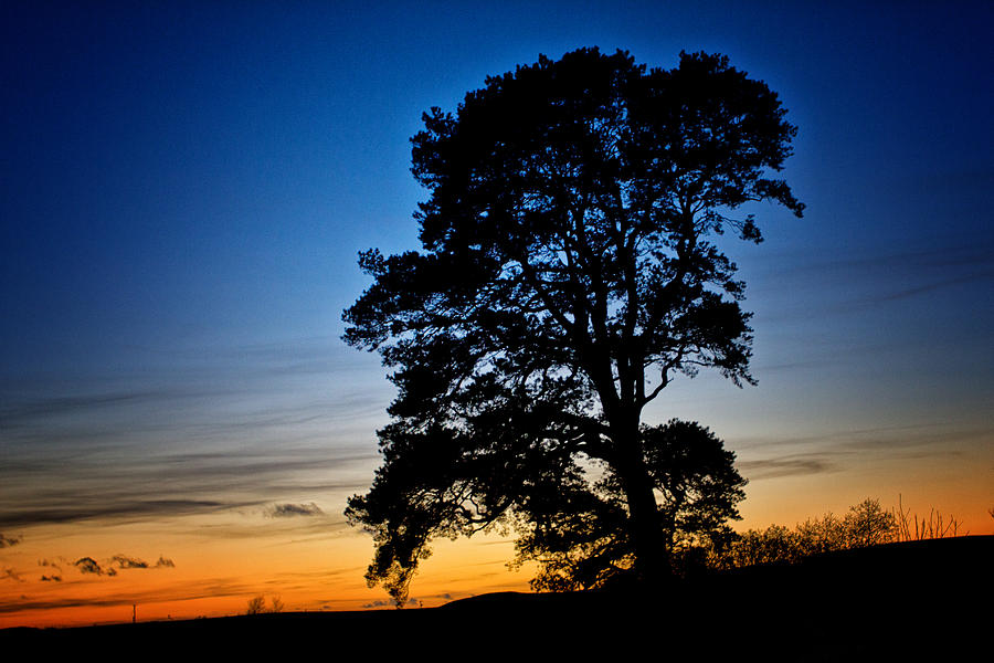 Yellow Ribbon Round The Old Oak Tree Photograph by Derek Beattie