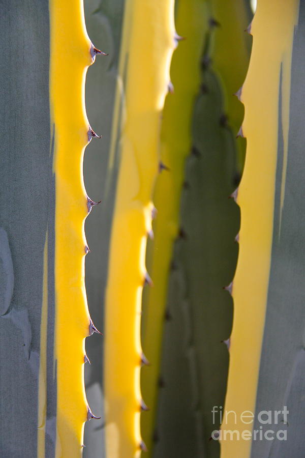Yellow Ribbons of Agave Photograph by Suzanne Oesterling