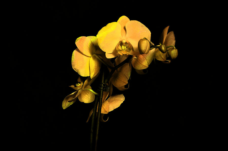 Yellow Photograph by Ricardo Dominguez