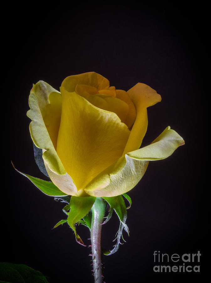 Yellow Rose 1 Photograph by Mitch Shindelbower