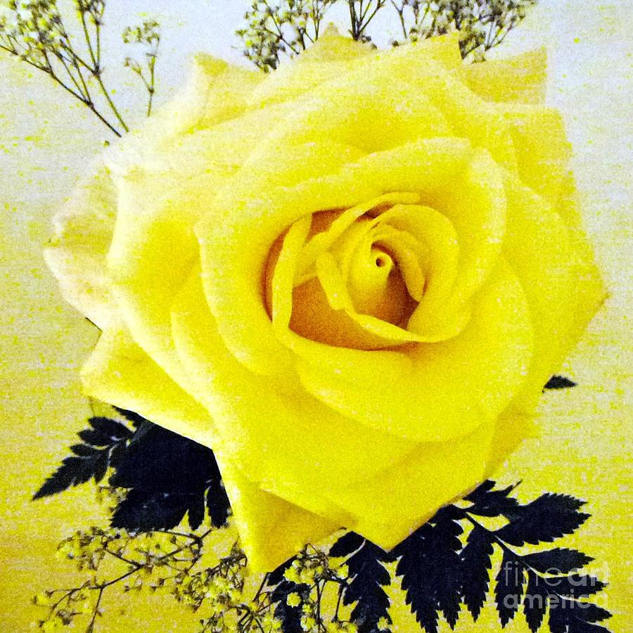 Yellow Rose 2 Photograph by Barbie Corbett-Newmin