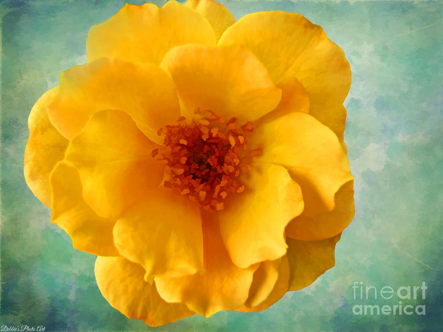 Yellow Rose 2  Photograph by Debbie Portwood