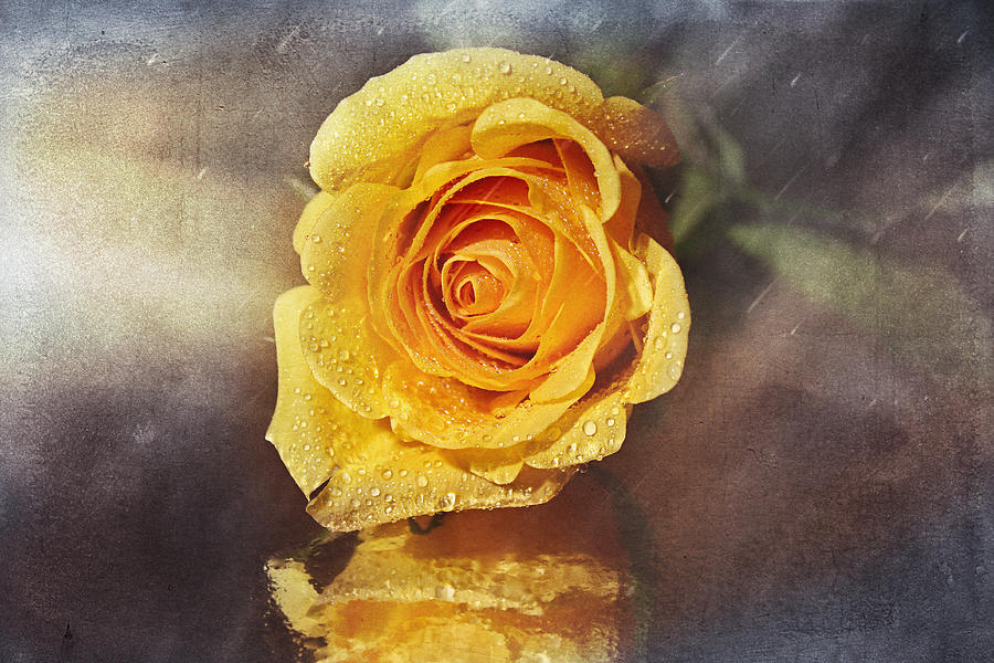 Yellow Rose 2 Photograph by Deon Grandon Yellow Rose 2 Photograph by Deon Grandon