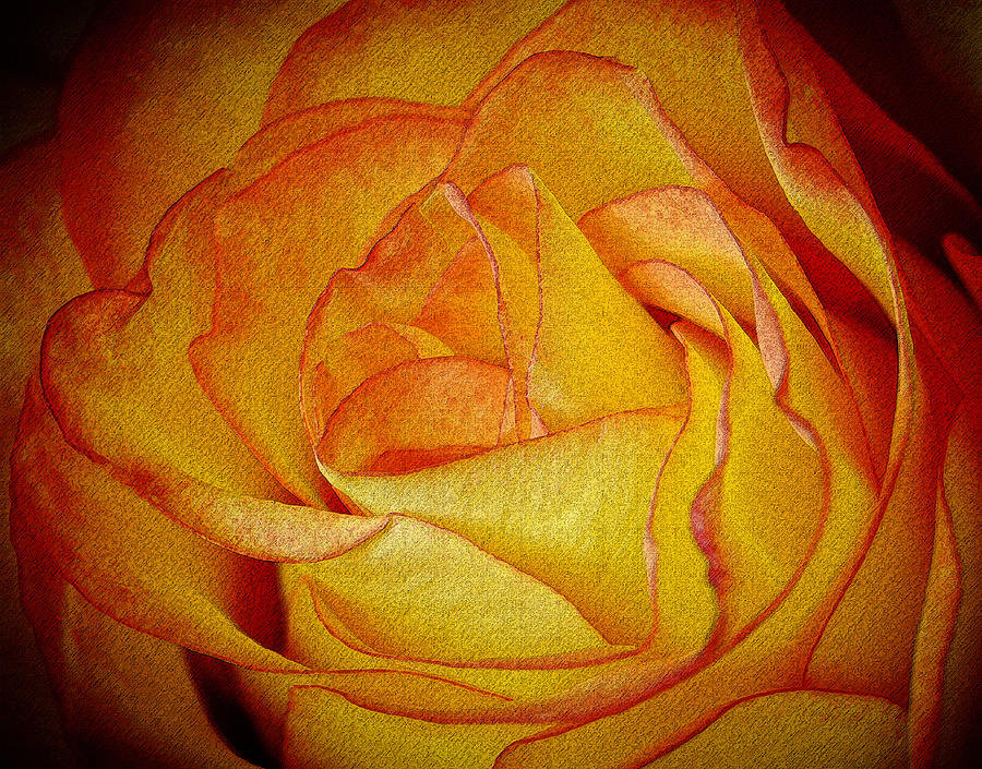 Yellow Rose Abstract Photograph by Bob VonDrachek