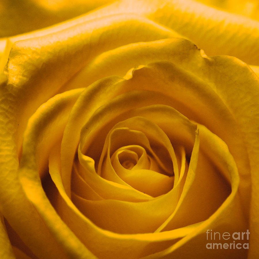 Yellow Rose Photograph by Amanda Mohler