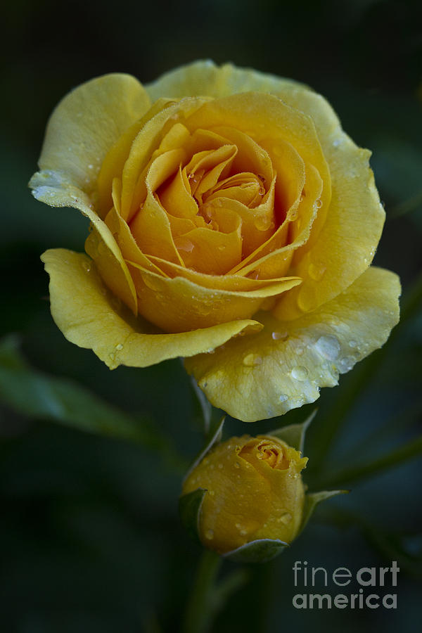 Yellow rose and bud Photograph by Carrie Cranwill