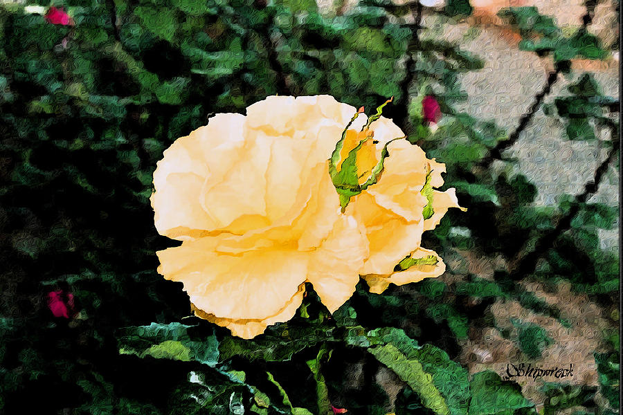 Yellow Rose And Bud Digital Art