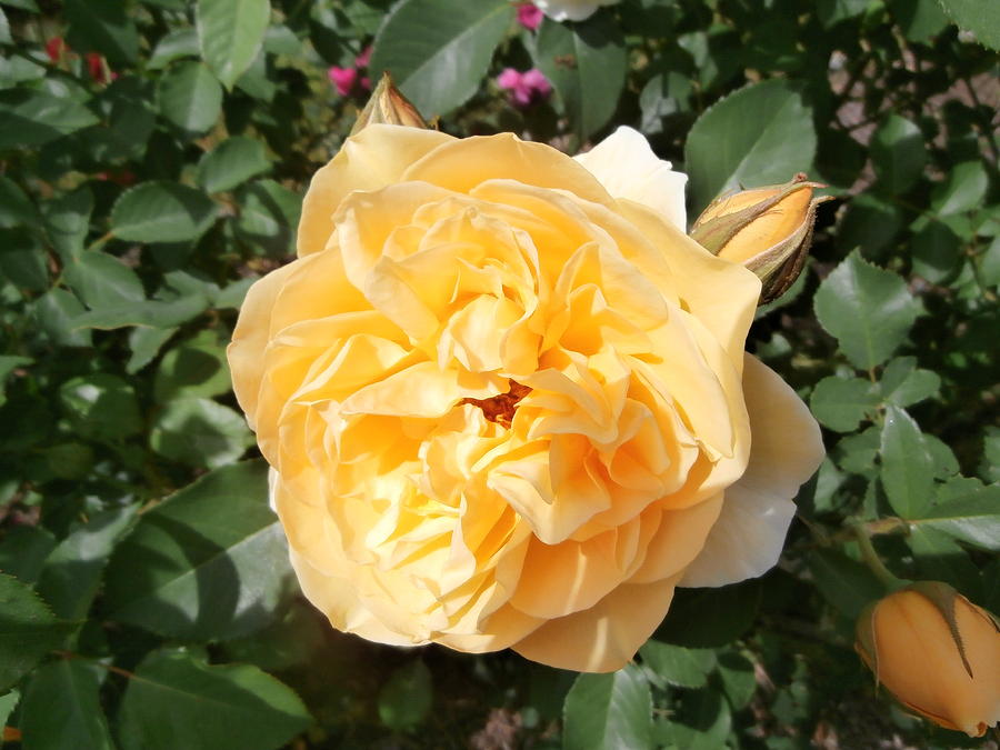 Yellow Rose Photograph - Yellow Rose And Two Rosebuds by Kate Gallagher
