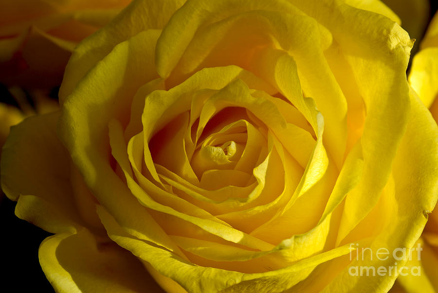 Flower Photograph - Yellow Rose by Anthony Sacco