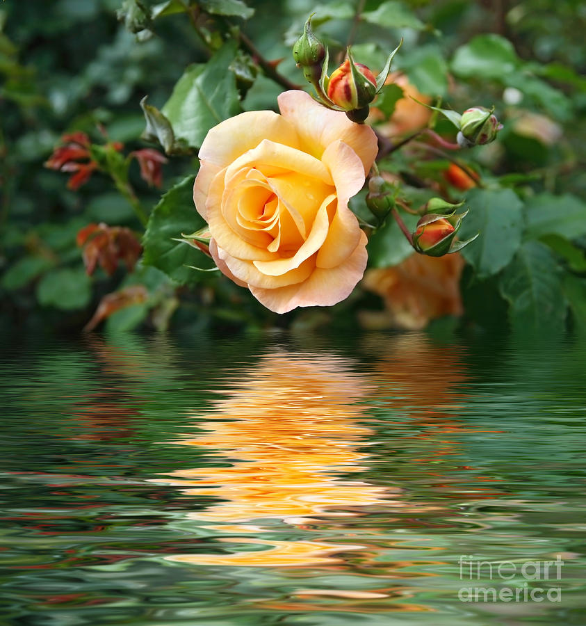 Yellow Rose Photograph by Antonio Scarpi