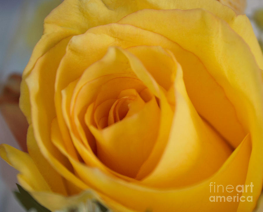 Yellow Rose Photograph by Arlene Carmel
