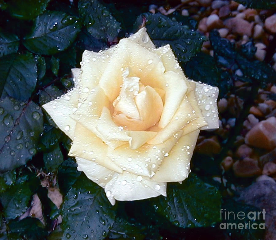 Yellow Rose At Dawn Photograph by Alys Caviness-Gober