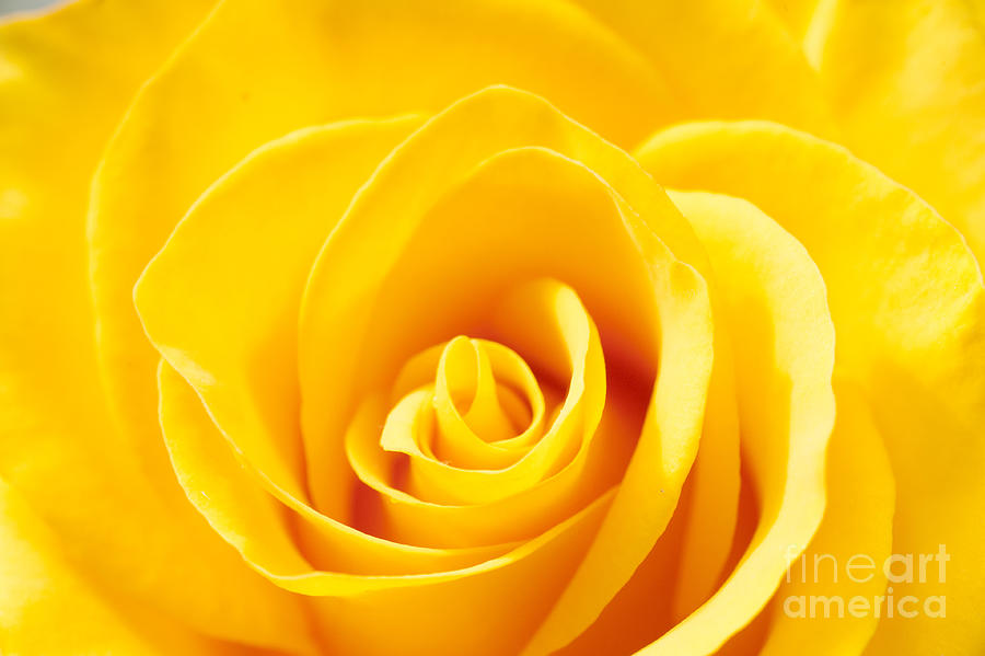 Yellow Rose Photograph by Barry Weiss