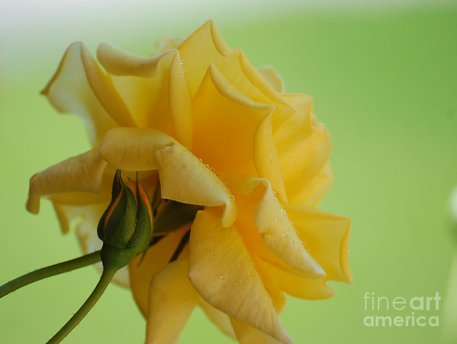 Flower Photograph - Yellow Rose by Bianca Nadeau