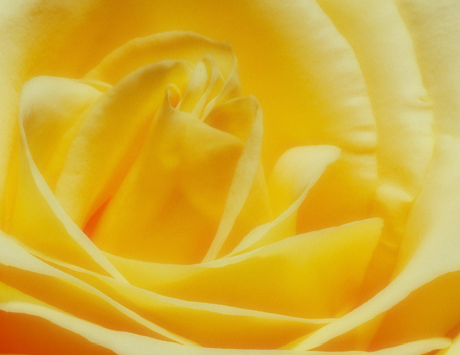Yellow Rose Photograph by Bob Coates