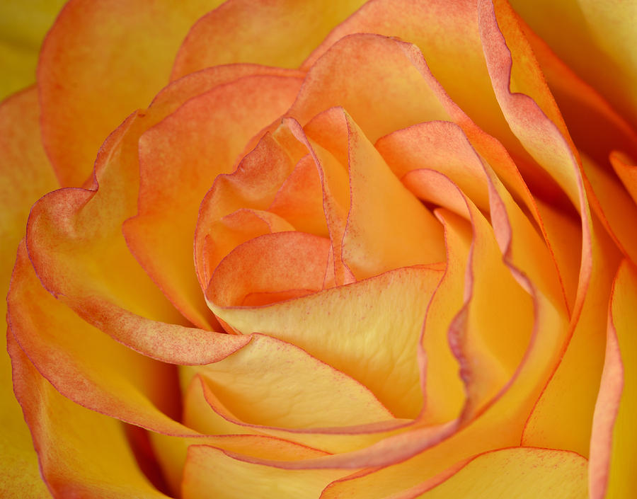 Yellow Rose Photograph by Bob VonDrachek