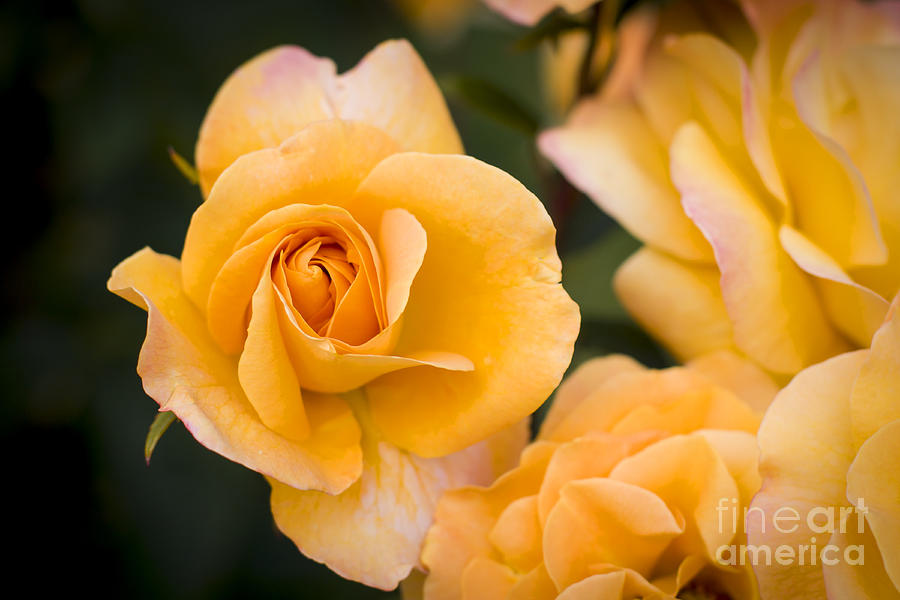 Yellow Rose Photograph by Brian Jannsen