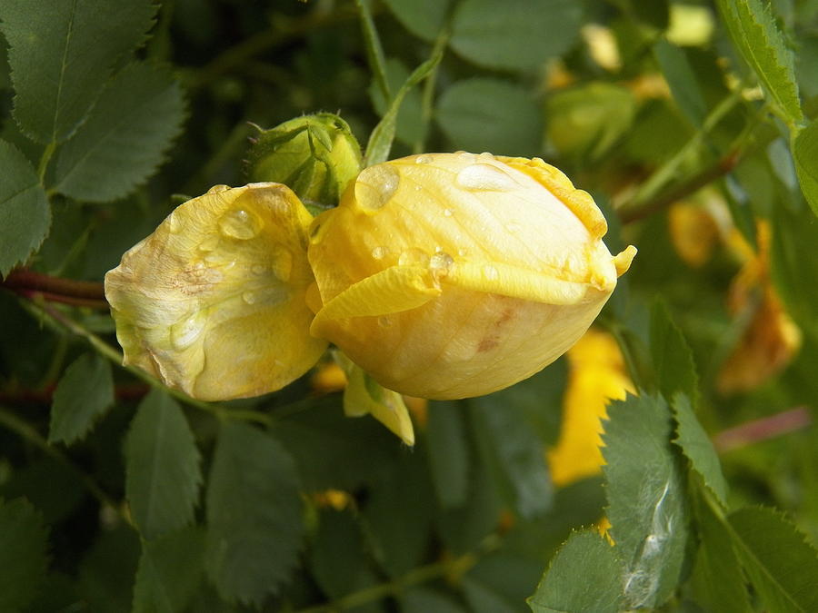 Yellow Rose Bud and Water Droplets Photograph by Corinne Elizabeth Cowherd