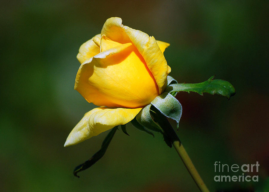 Yellow Rose Bud Photograph by Catherine Sherman