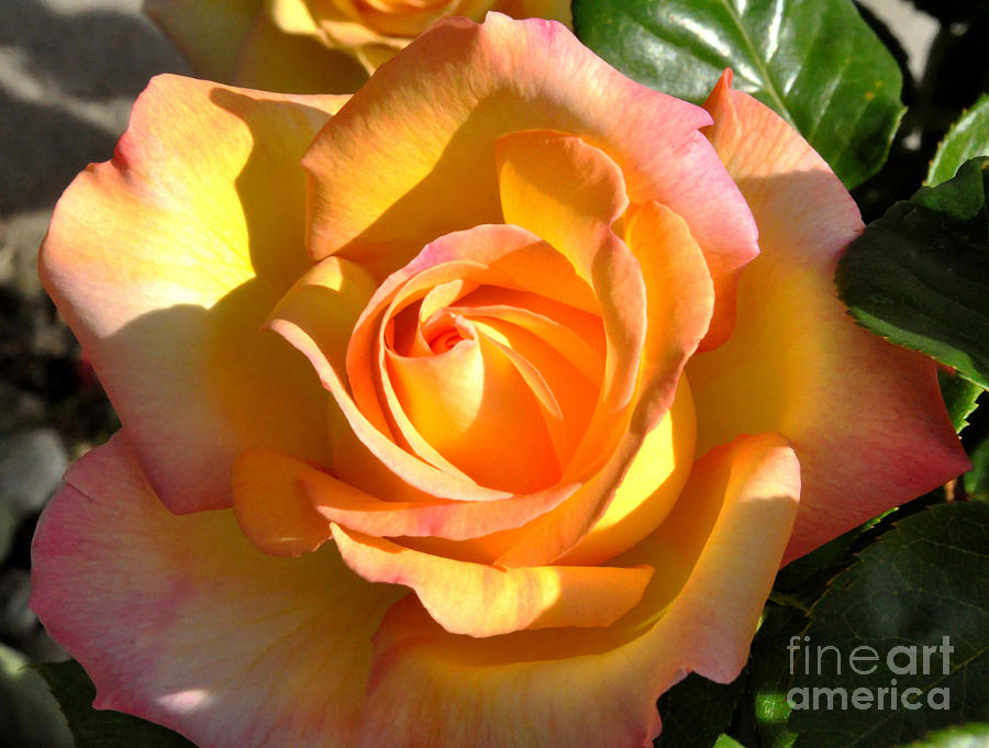 Yellow Rose Bud Photograph by Debby Pueschel