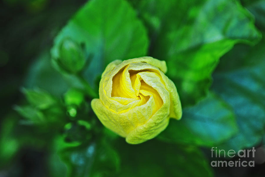 Nature Photograph - Yellow Rose Bud by Lisa Cortez
