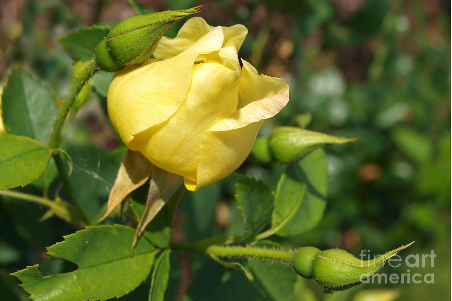 Yellow Rose Bud Photograph by Vivian Martin