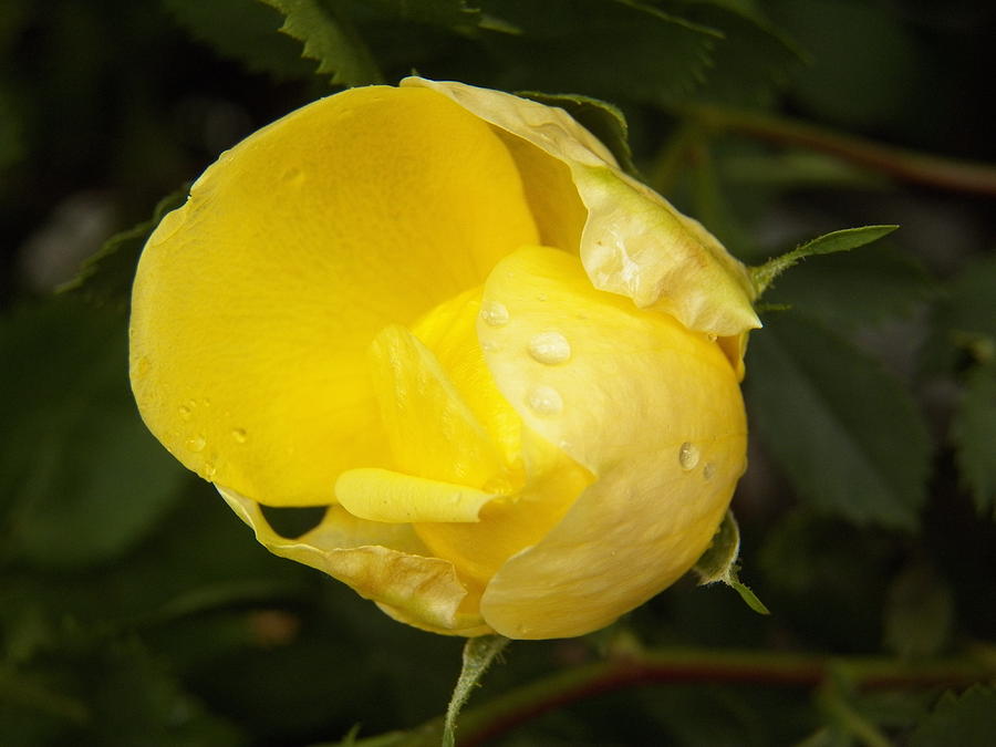 Yellow Rose Bud with Water Droplets Photograph by Corinne Elizabeth Cowherd