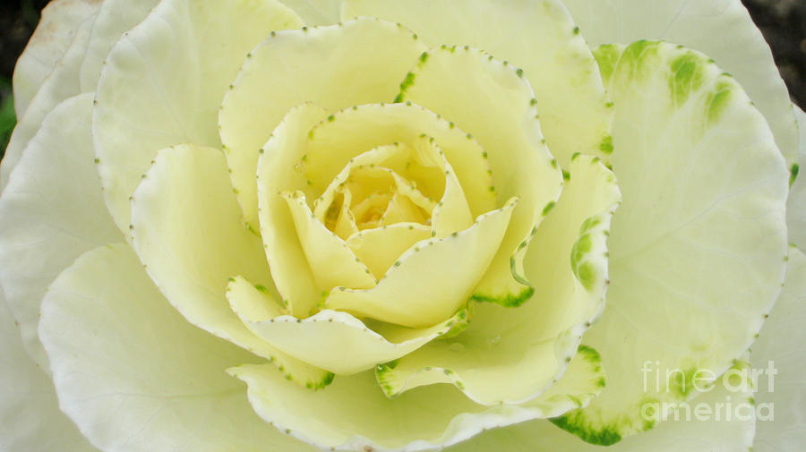 Yellow rose cabbage Photograph by Heidi Sieber