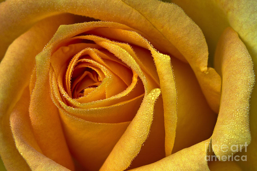 Yellow Rose Photograph by Carrie Cranwill