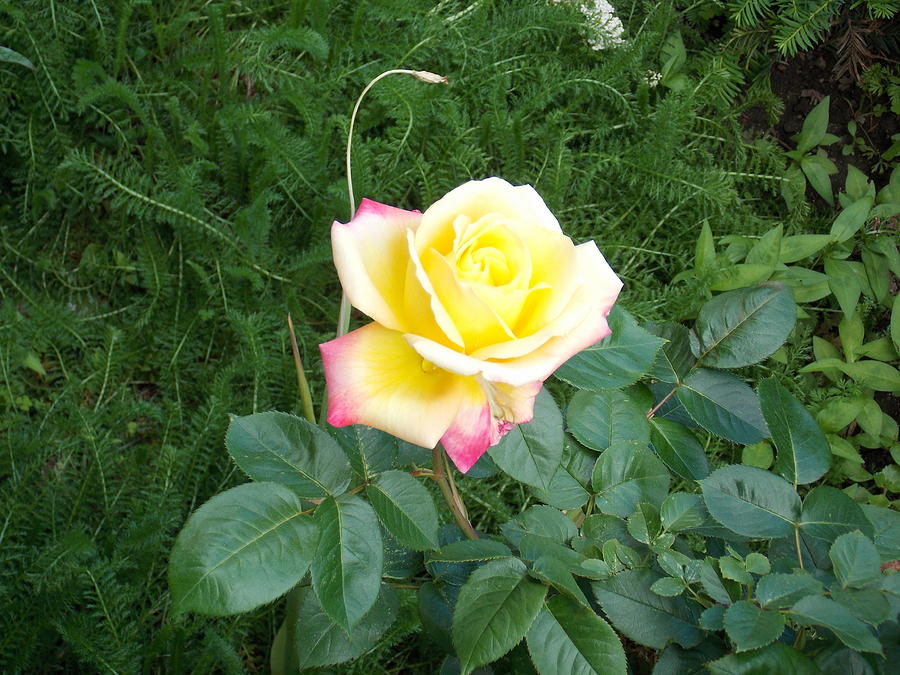 Yellow Rose Photograph by Catherine Gagne